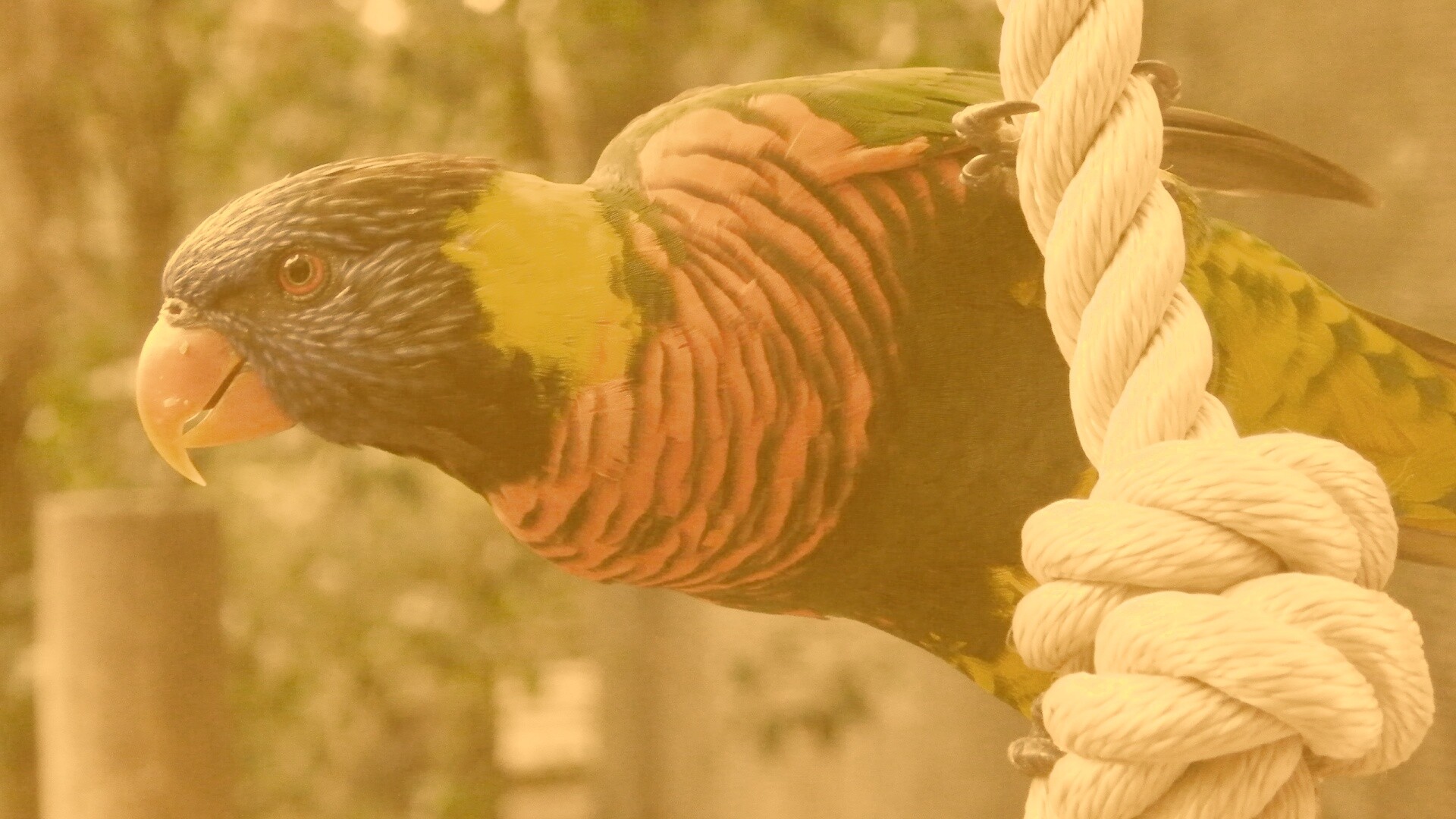 Попугай на канате обои