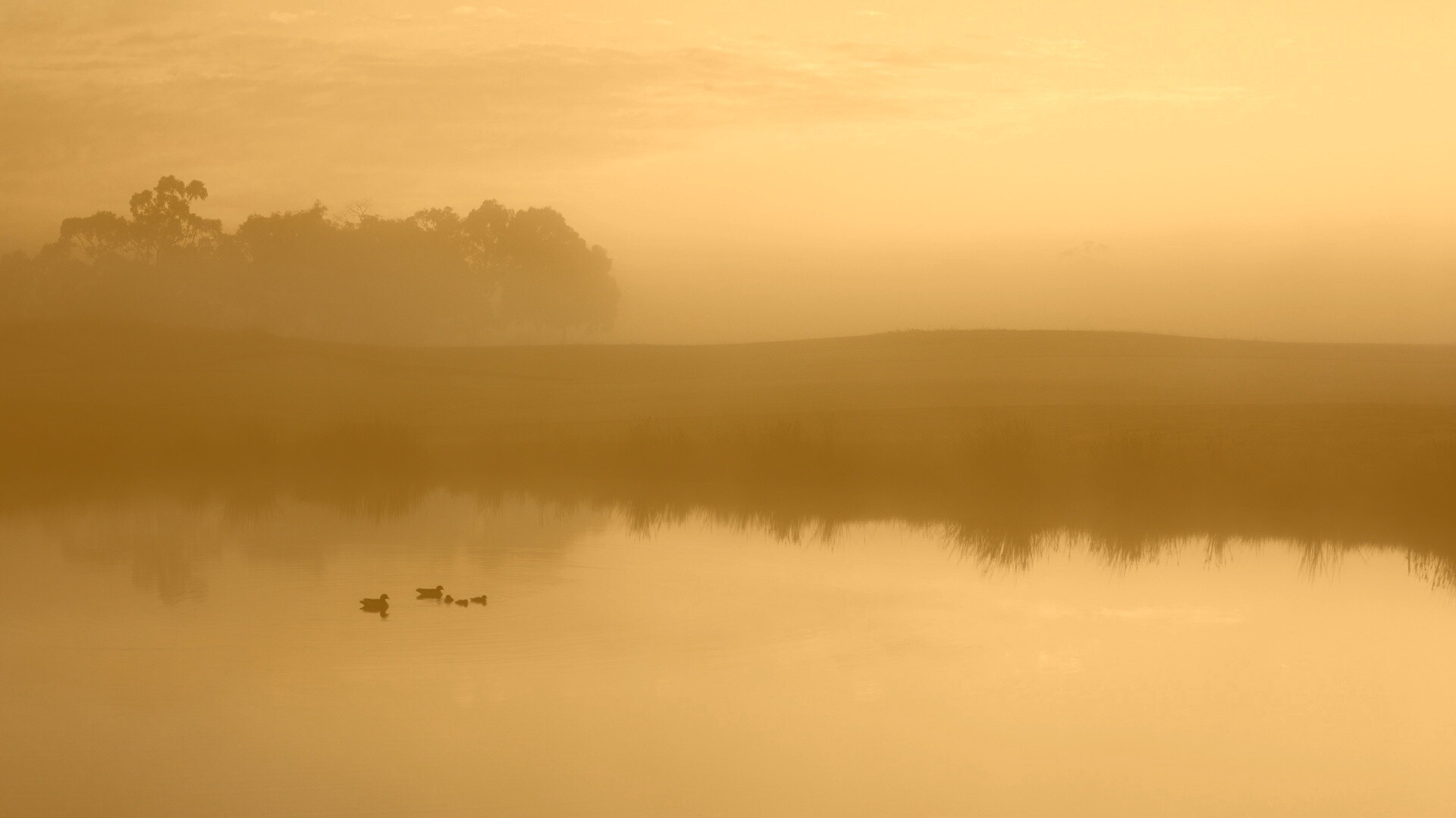 Ducks on a Misty Pond обои