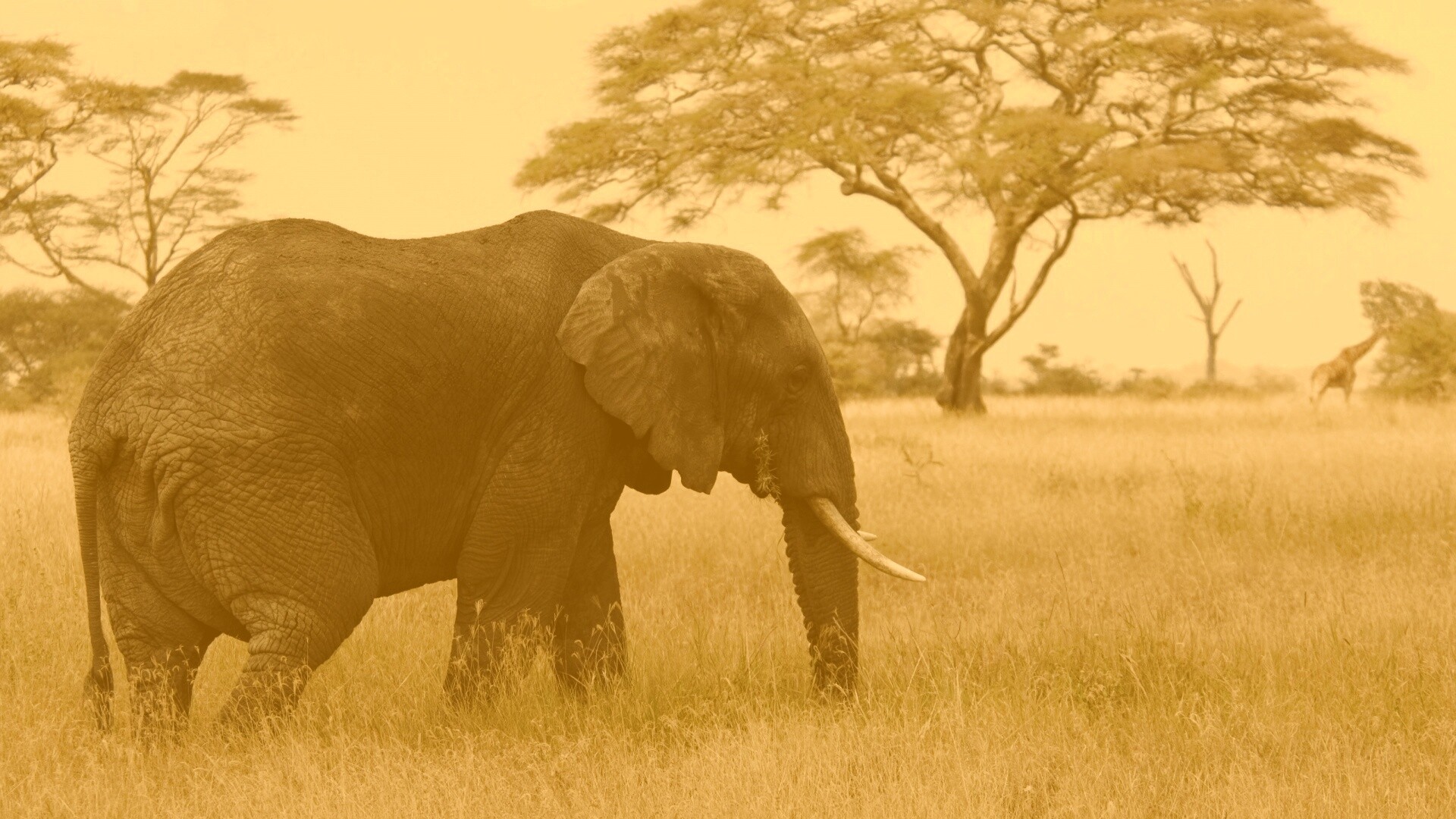 Elephant обои