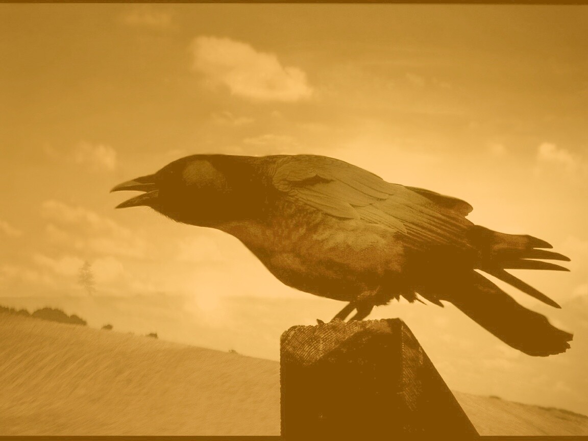 Чёрный ворон обои
