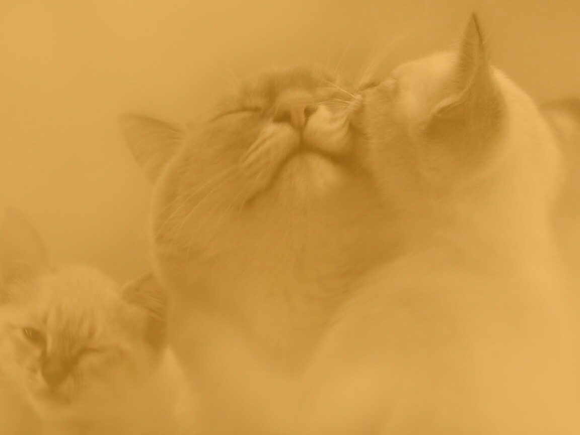 Котята с мамой обои