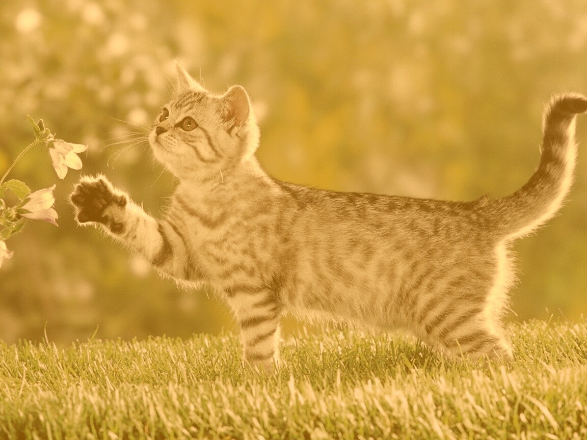 Котенок играет с цветами обои