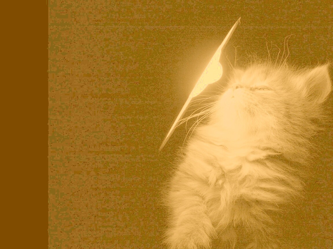 Котя на свету обои