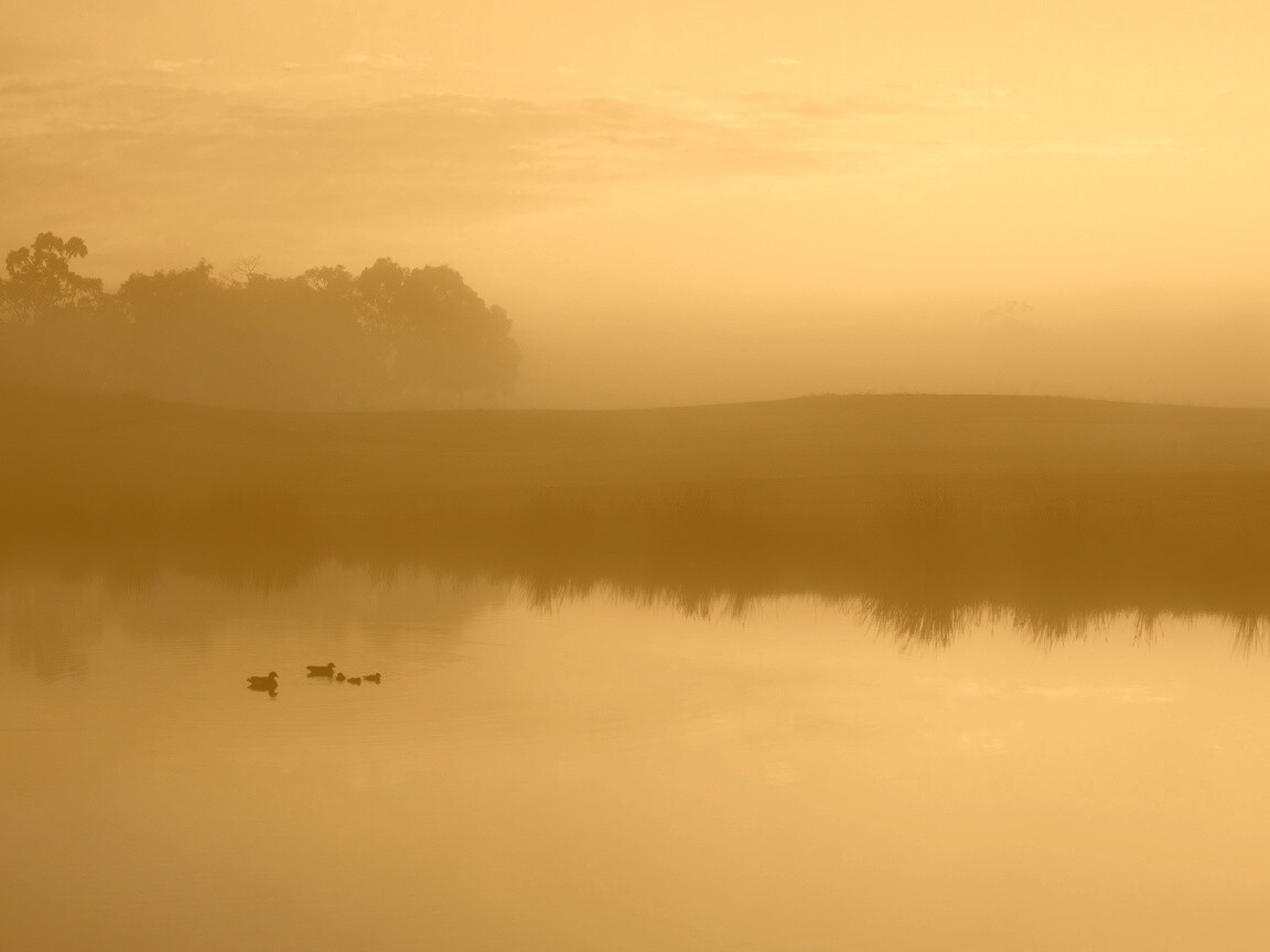 Ducks on a Misty Pond обои