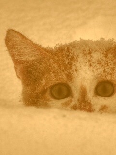 Рыжий котёнок в снегу обои