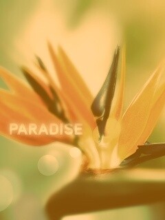 Paradise обои