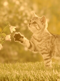 Котенок играет с цветами обои