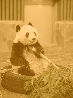 Панда точит бамбук обои