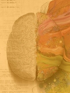 Различия левого и правого полушария обои