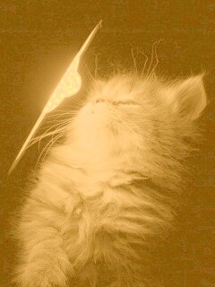 Котя на свету обои