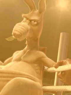 Кенгуру-боксер на ринге обои