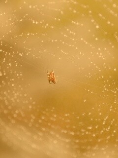 Паук на паутине обои