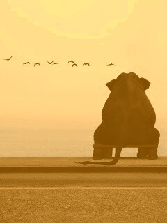 Слон на табуретке обои