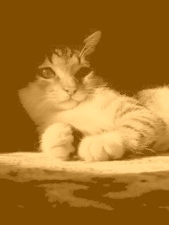 Котик в тени обои