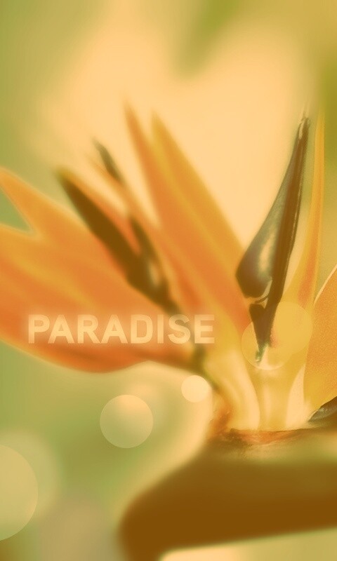 Paradise обои