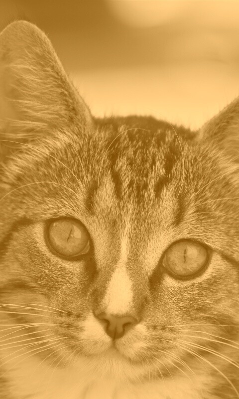 Кот обои