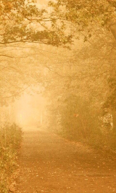 Парковая дорожка обои