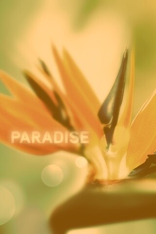 Paradise обои