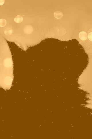 Силуэт черного кота обои