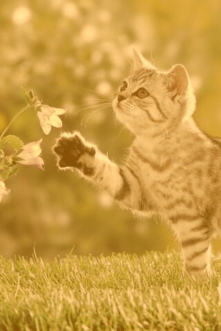 Котенок играет с цветами обои