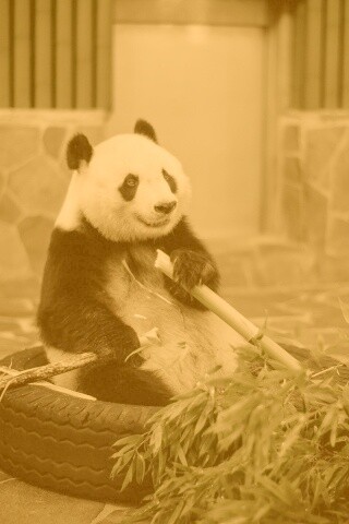 Панда точит бамбук обои