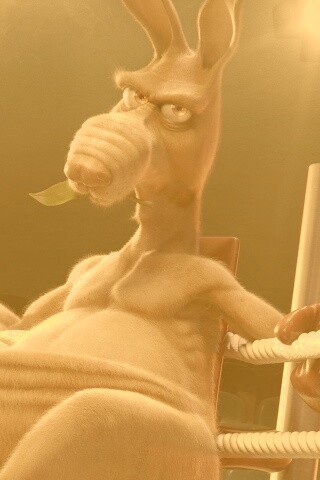 Кенгуру-боксер на ринге обои