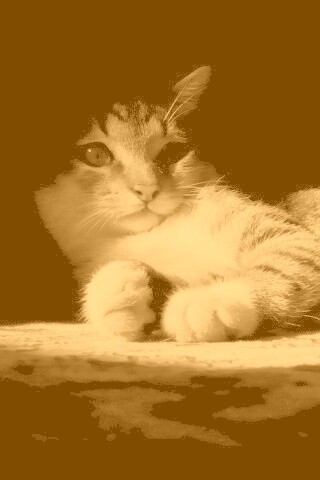 Котик в тени обои