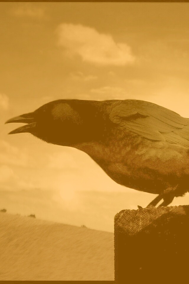 Чёрный ворон обои