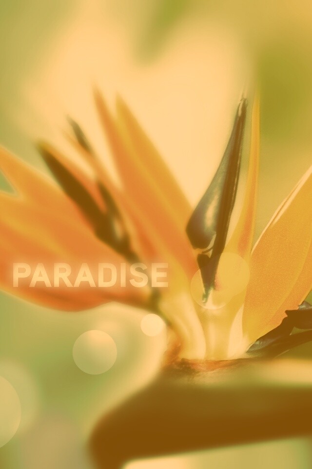 Paradise обои