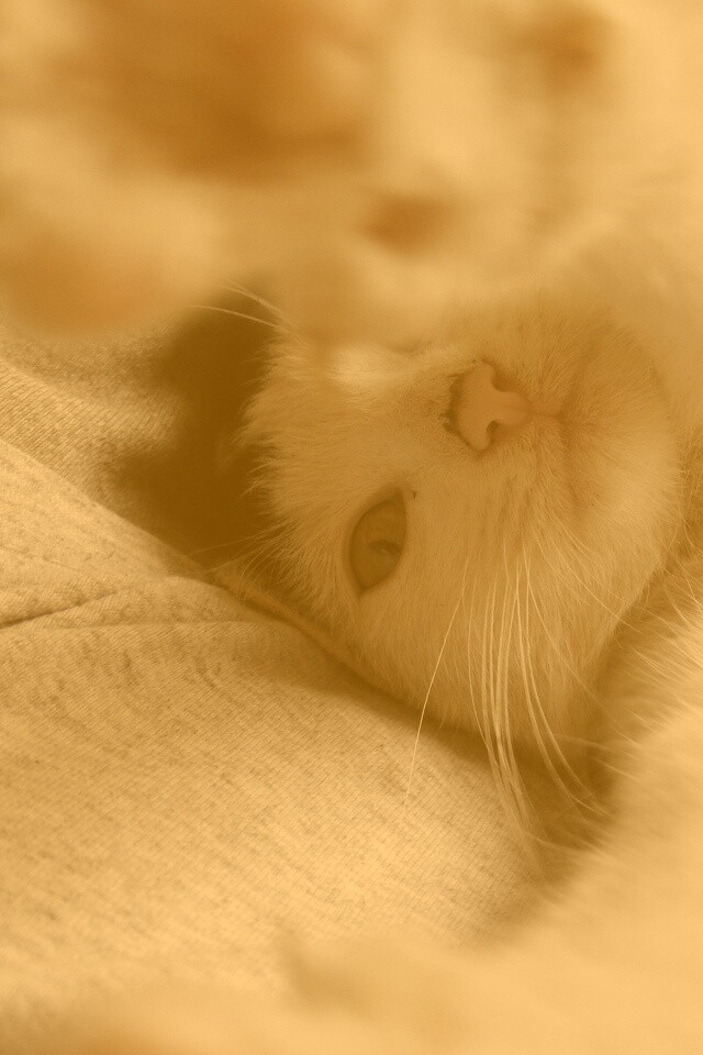 Кот фоткает сам себя обои