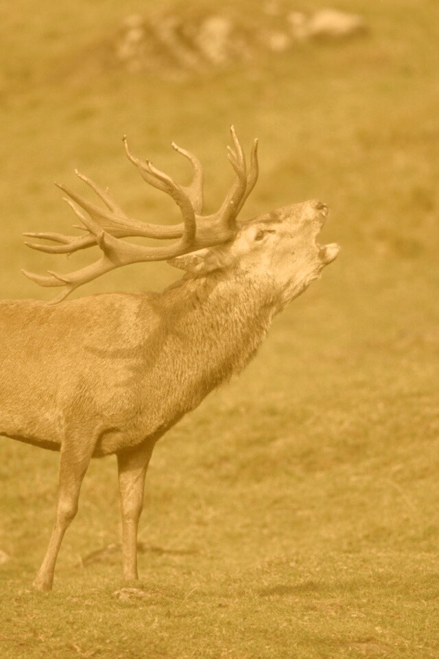 Лось зовёт сородичей обои