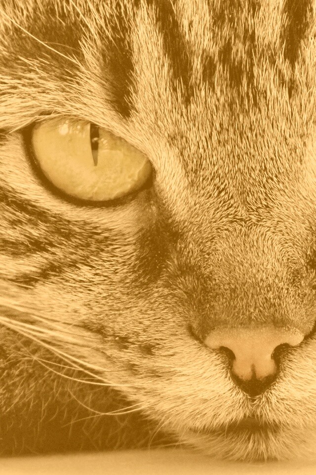 Пристальный кошачий взгляд обои