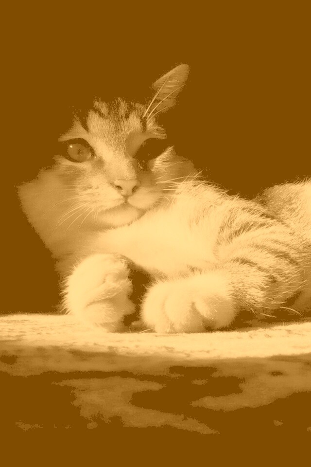 Котик в тени обои