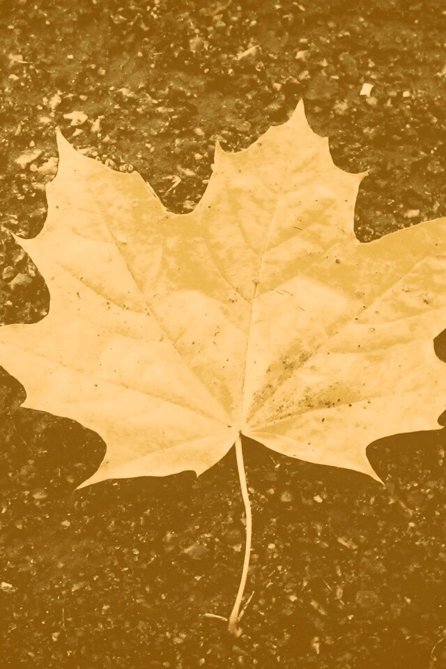 Желтый лист обои