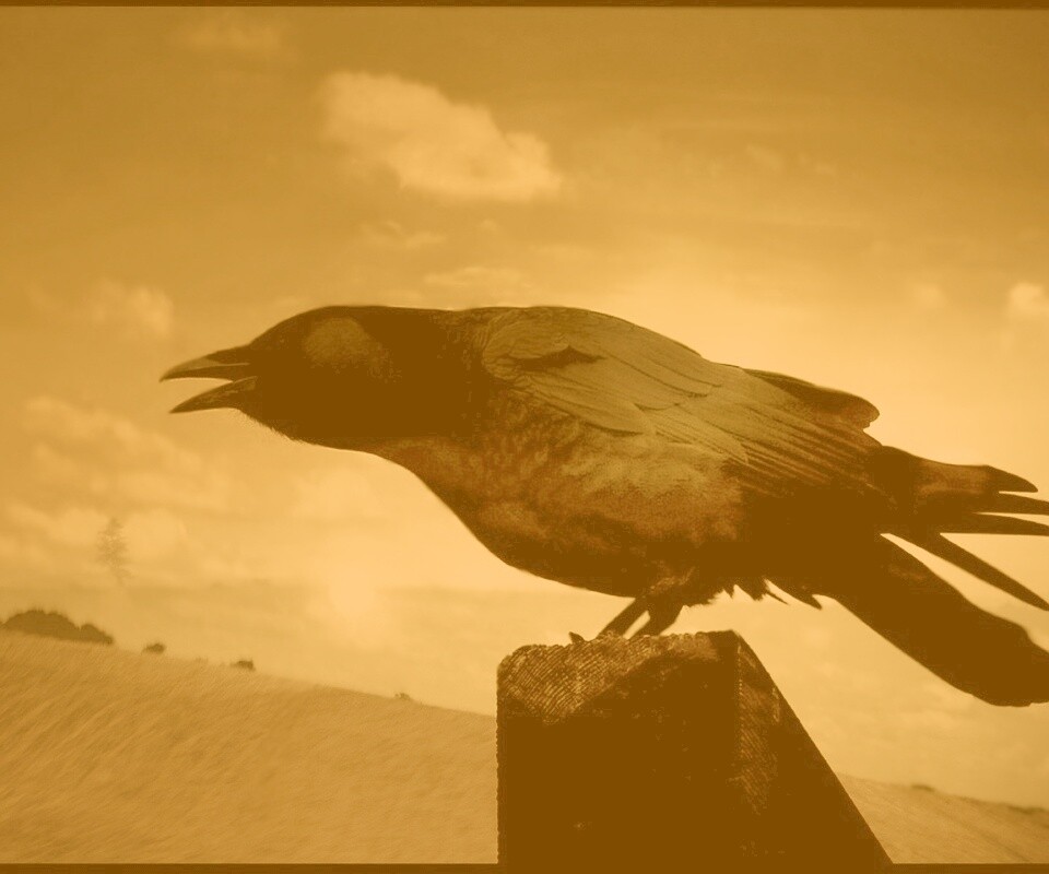 Чёрный ворон обои