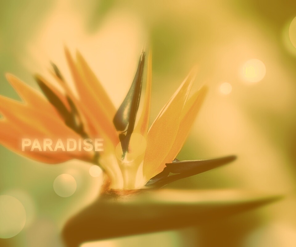 Paradise обои