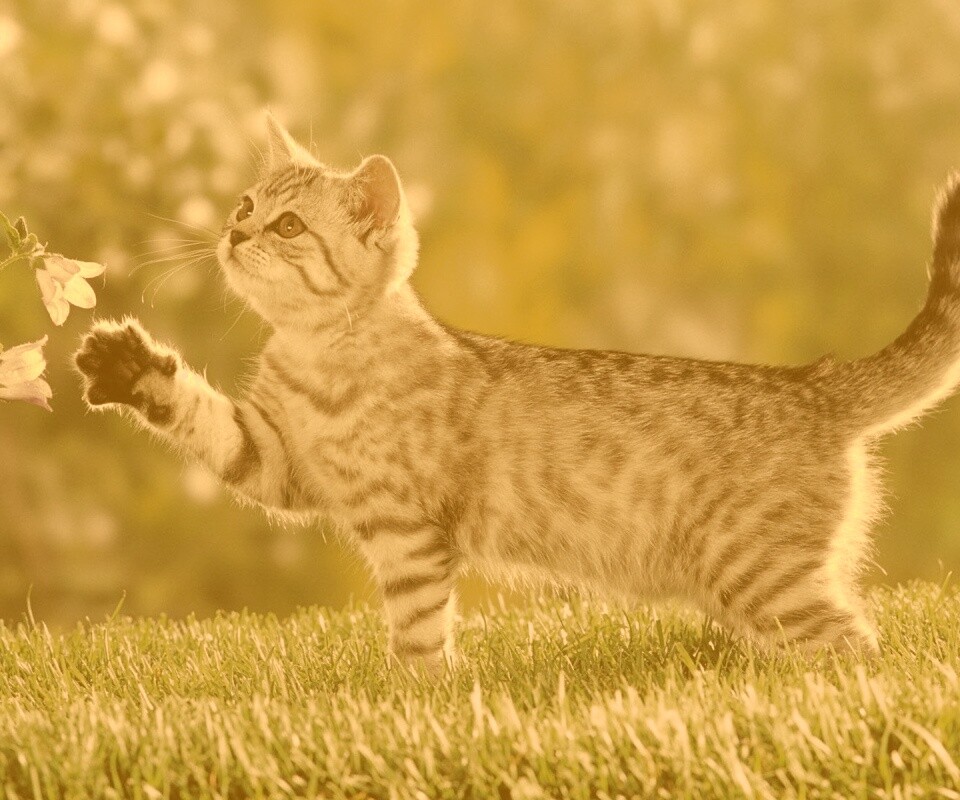 Котенок играет с цветами обои