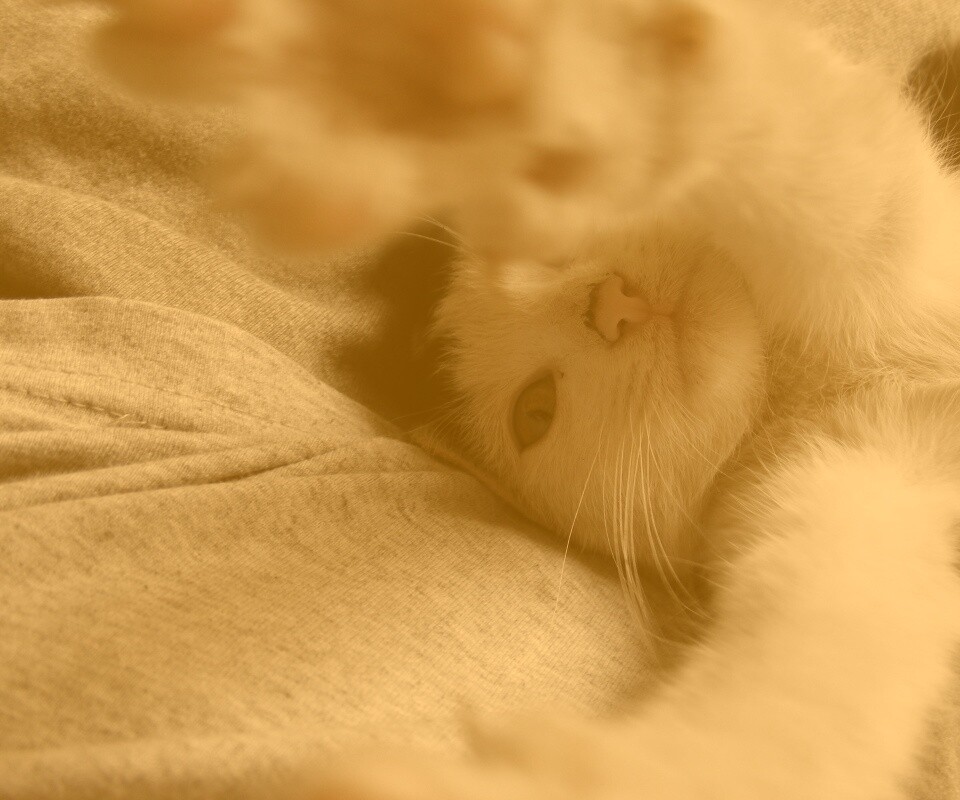 Кот фоткает сам себя обои