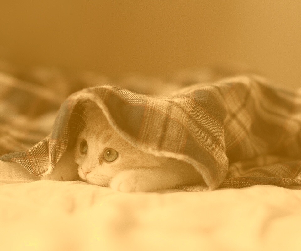 Котенок под одеялом обои