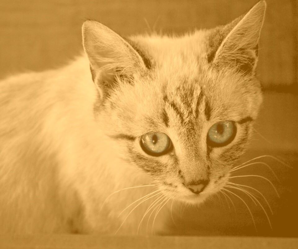 Котенок с синими глазами обои