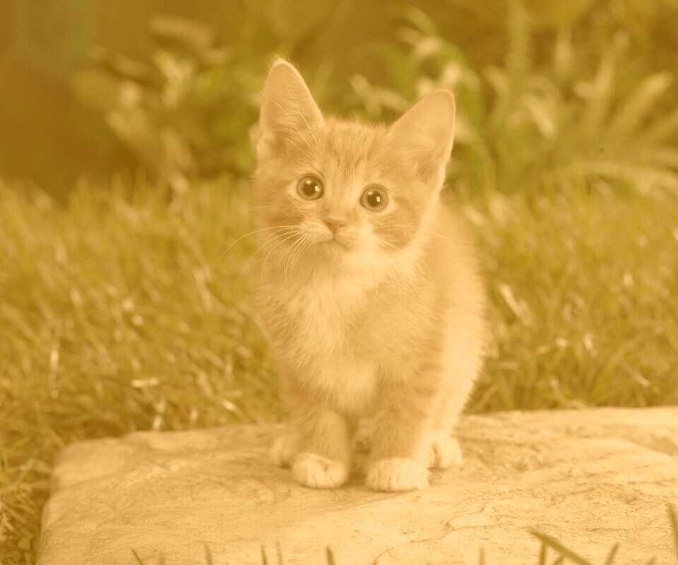 Котенок в саду обои
