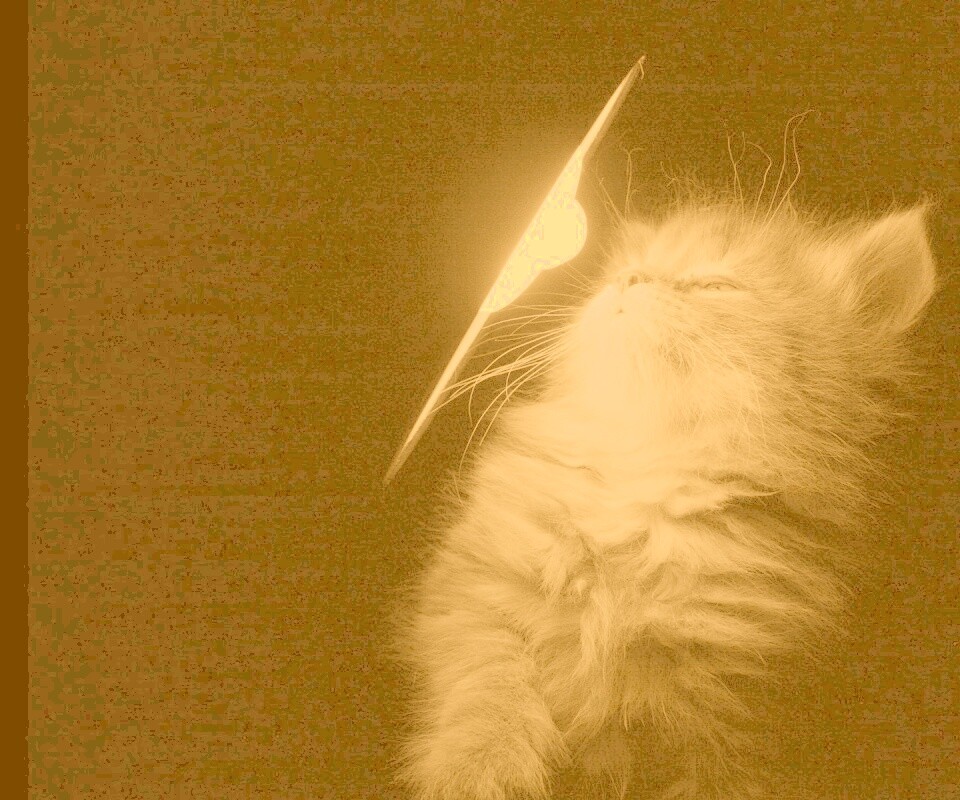 Котя на свету обои