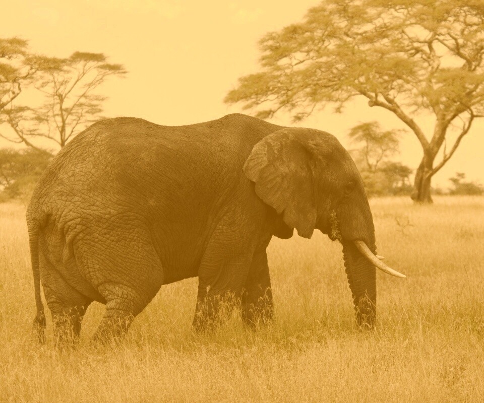 Elephant обои