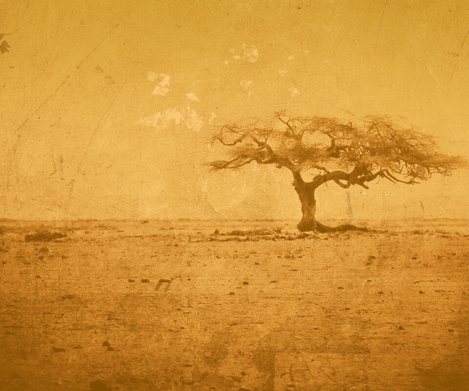 Гранжевое дерево в саванне обои