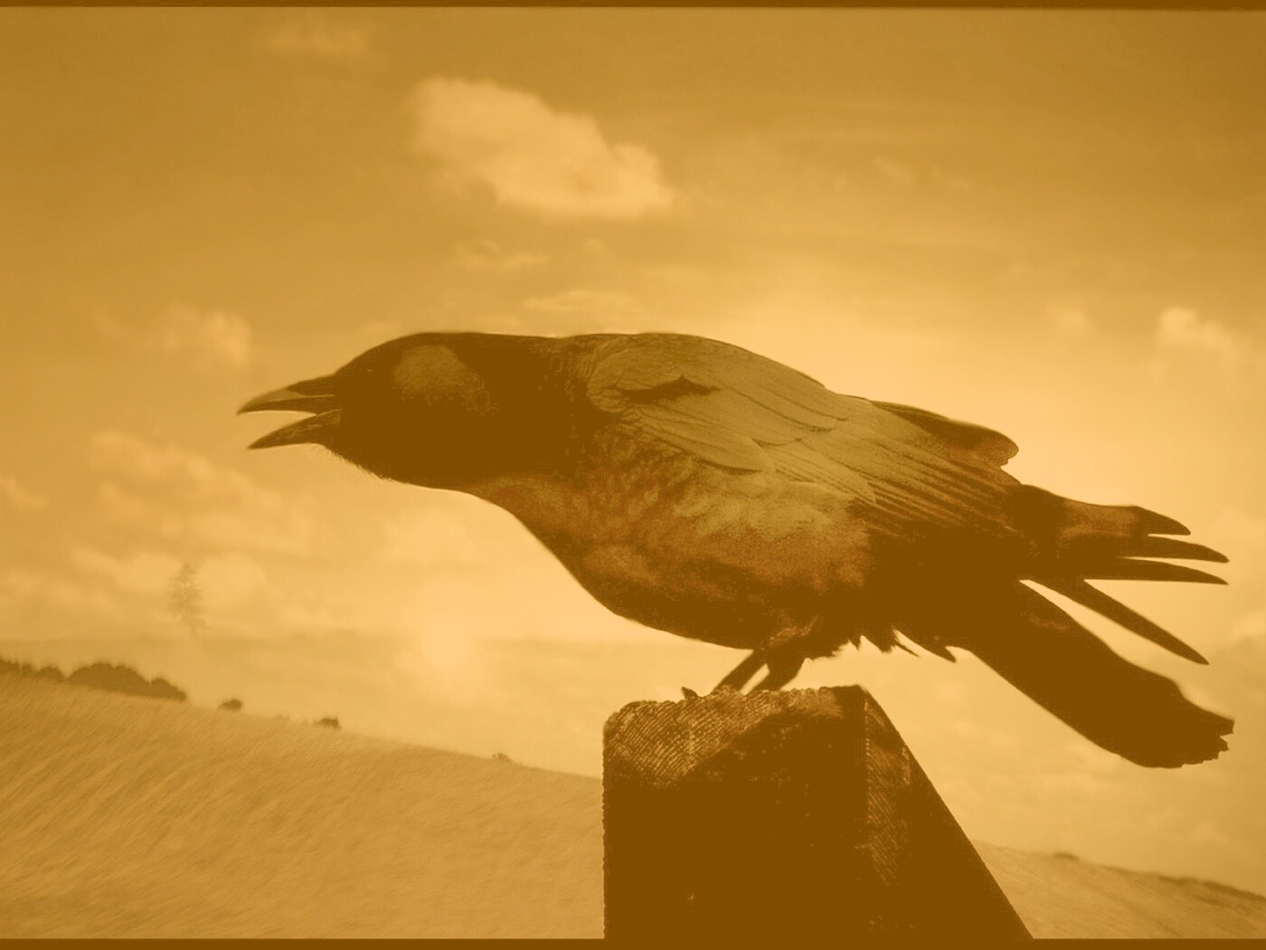 Чёрный ворон обои