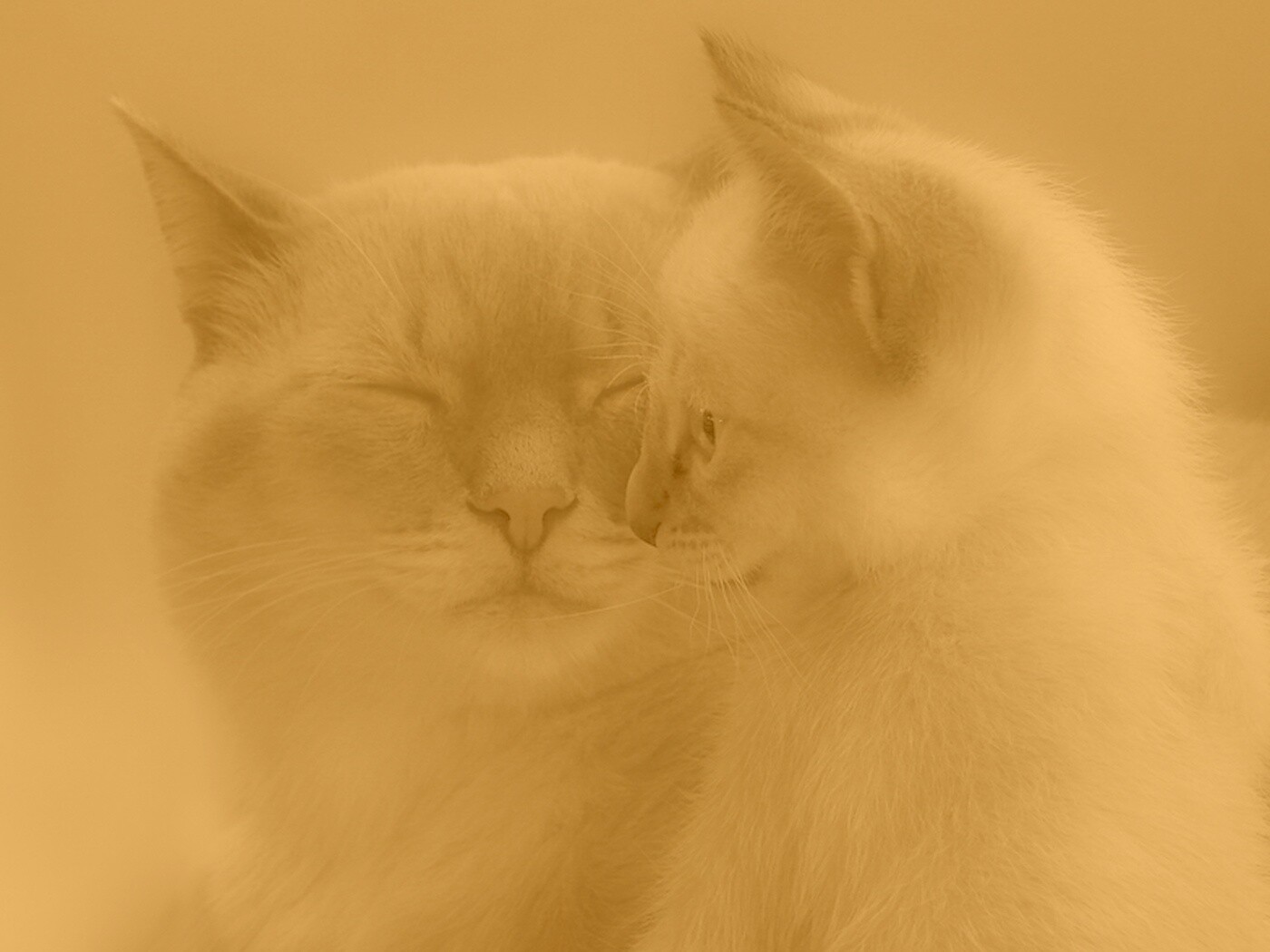 Кошка с котенком обои