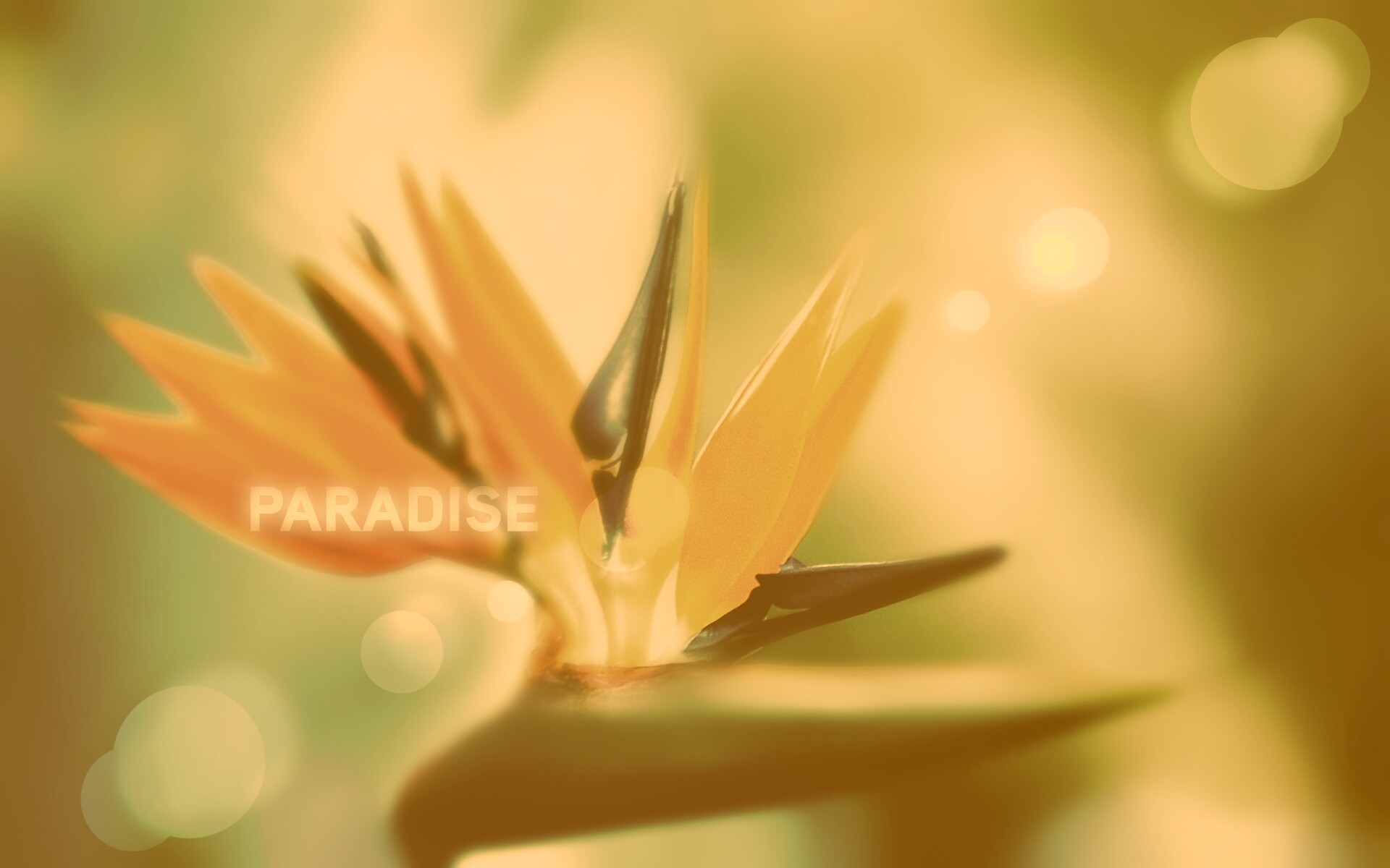 Paradise обои