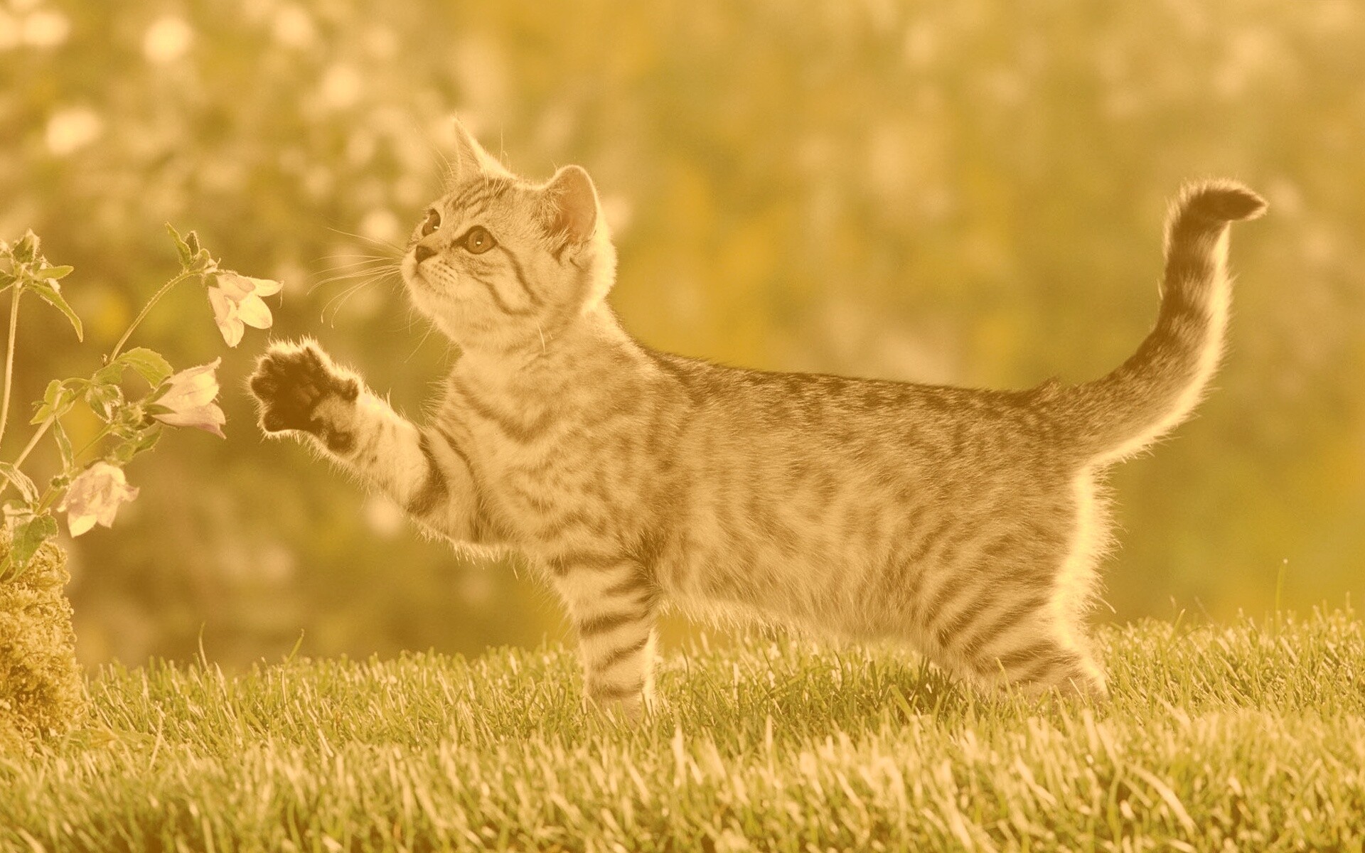 Котенок играет с цветами обои