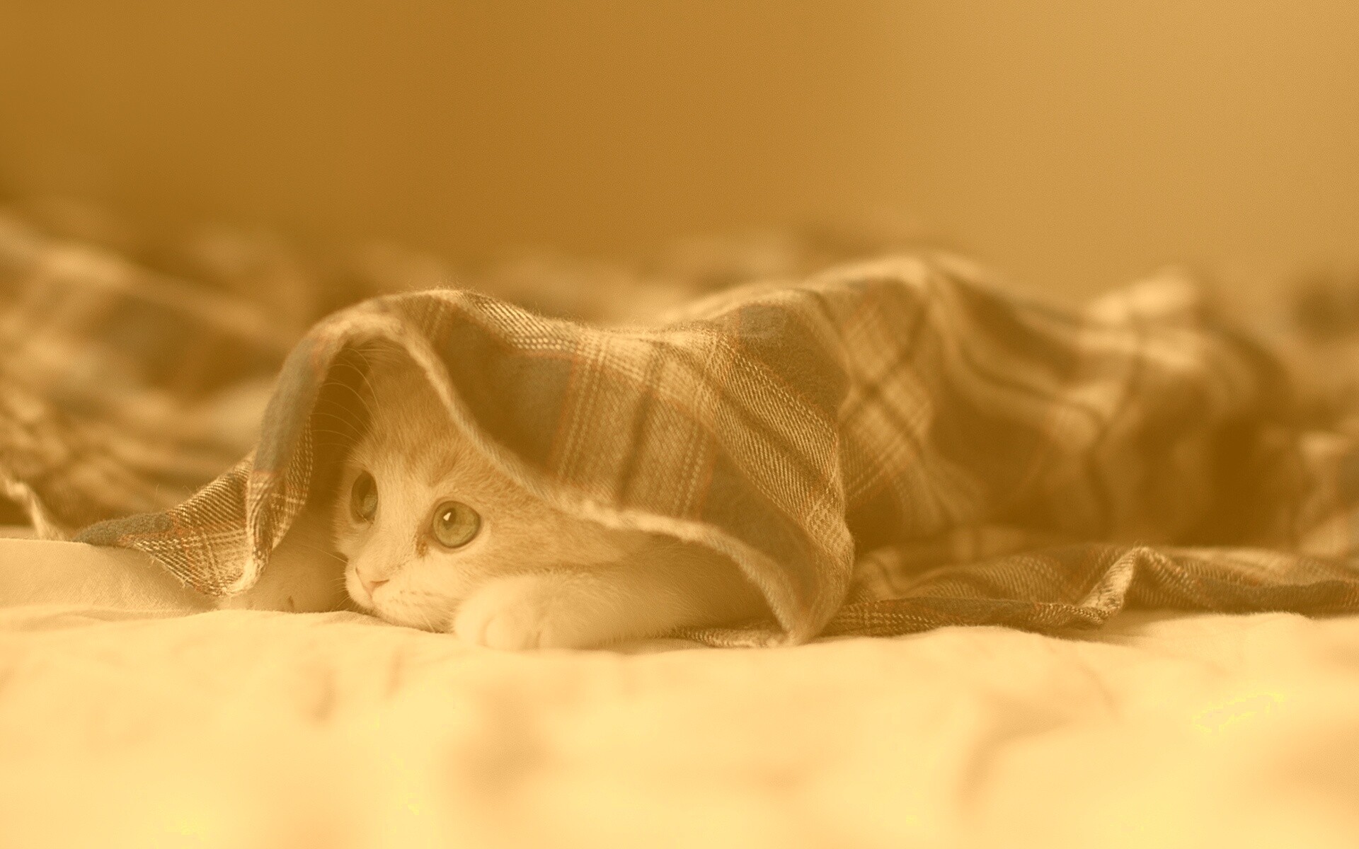 Котенок под одеялом обои
