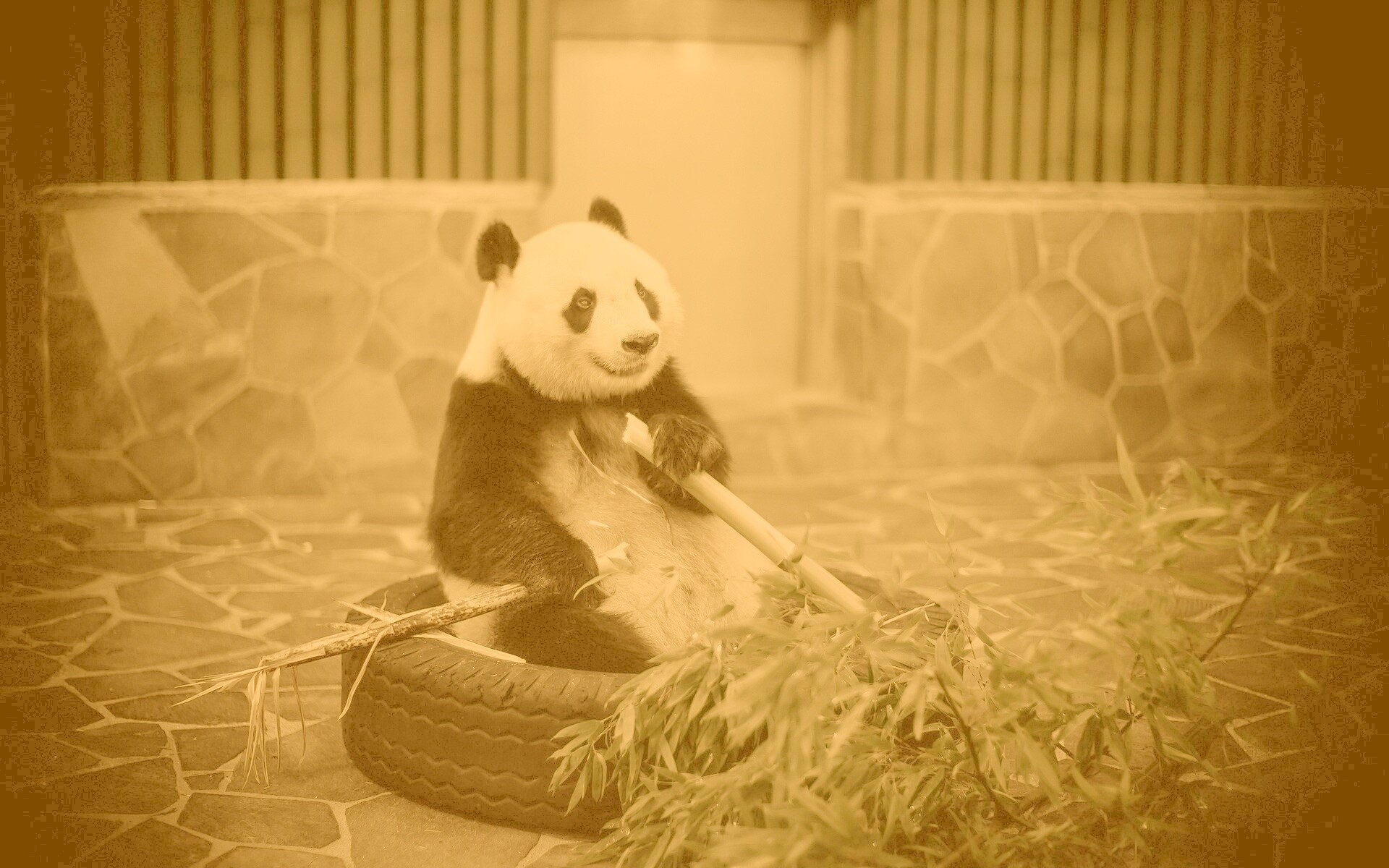 Панда точит бамбук обои